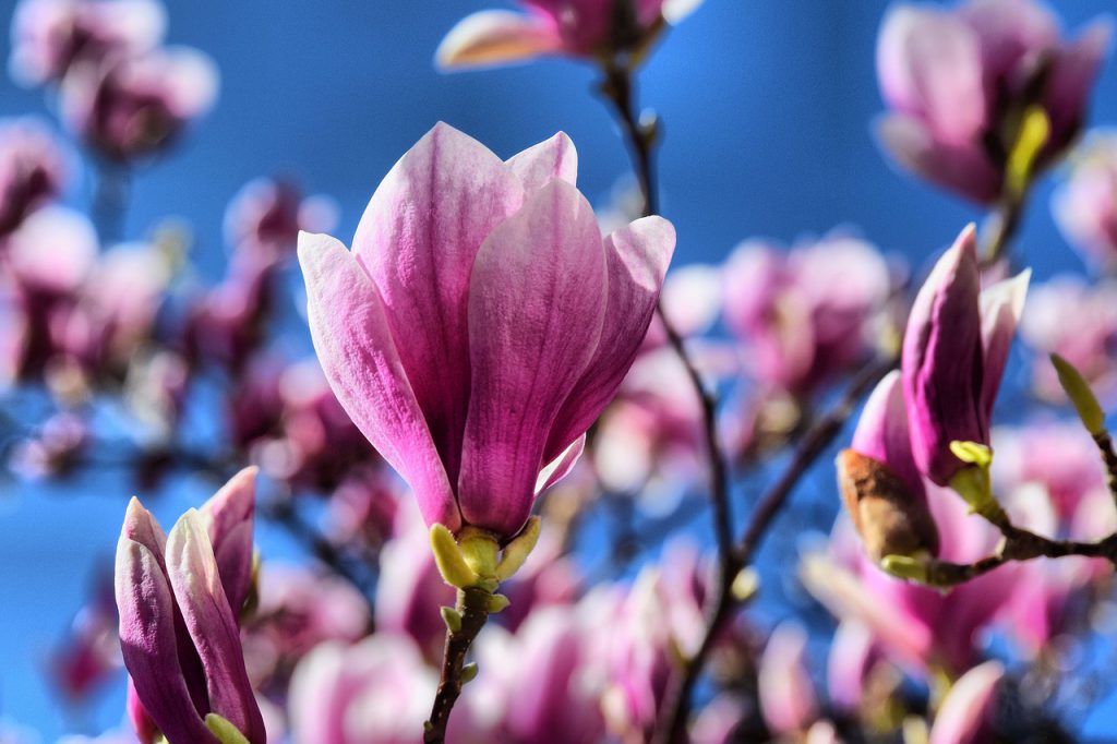 pink, magnolia, flowers